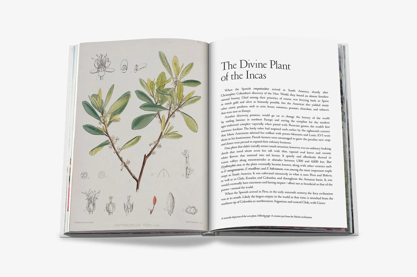 Cocaïn: History & Culture - Hosted by Kelly Gaudreau