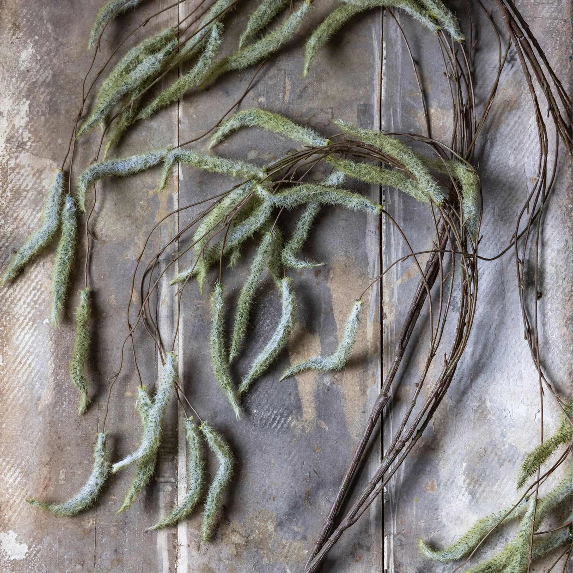 Artificial Trailing Catkin - Hosted by Kelly Gaudreau