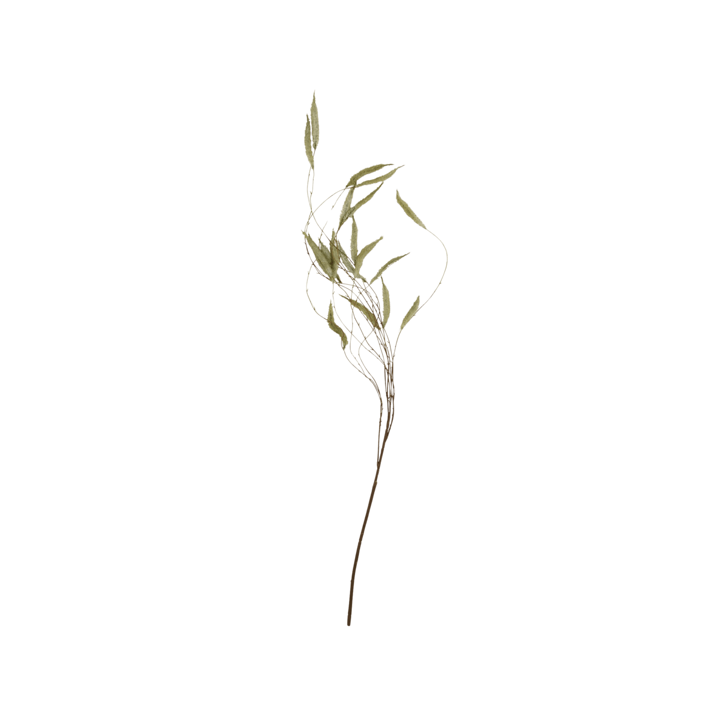 Artificial Trailing Catkin - Hosted by Kelly Gaudreau