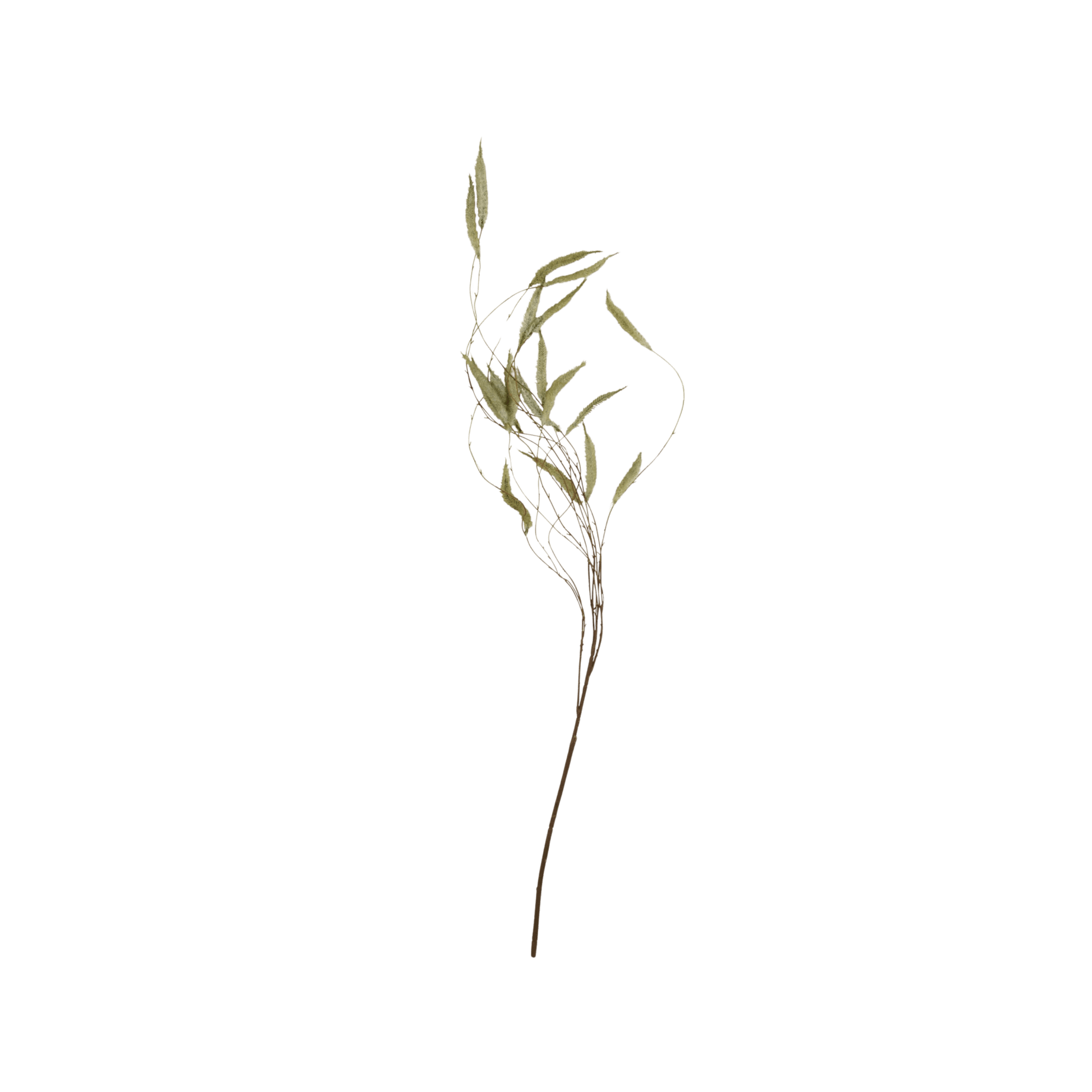 Artificial Trailing Catkin - Hosted by Kelly Gaudreau