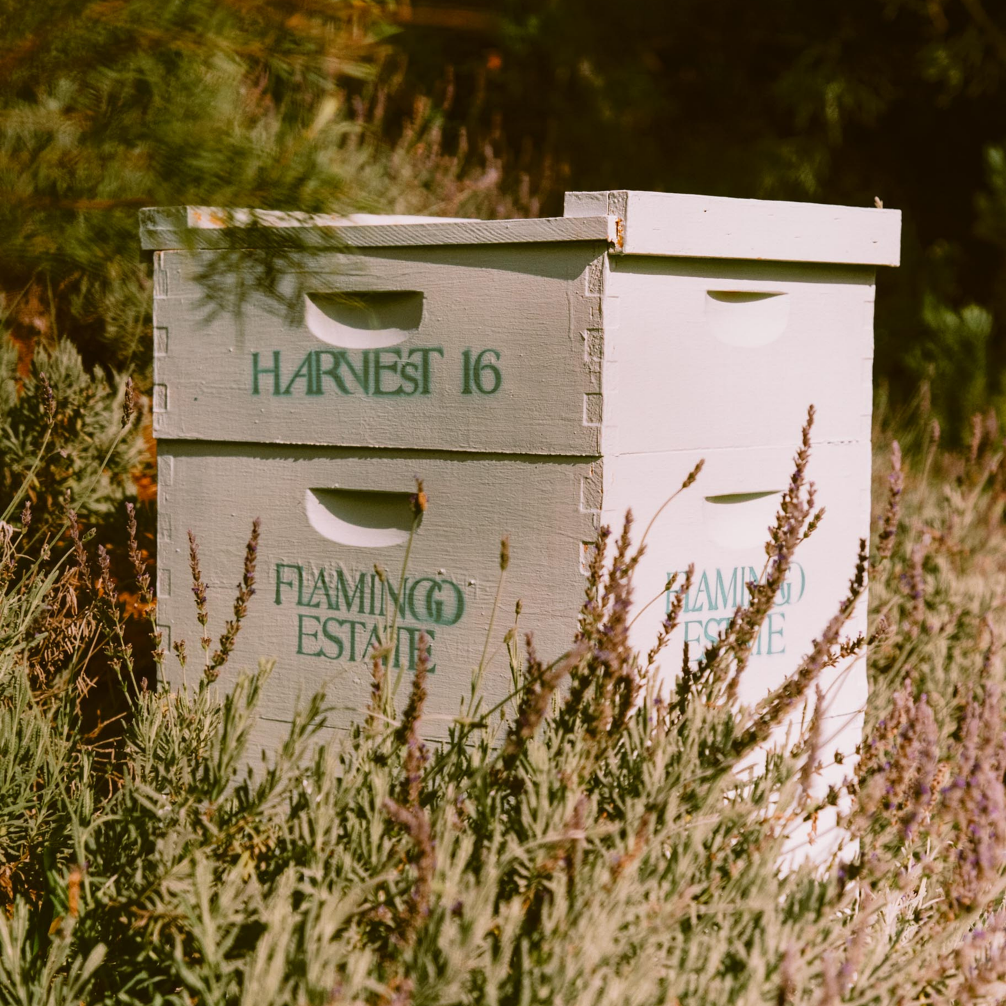 California Wildflower Honey