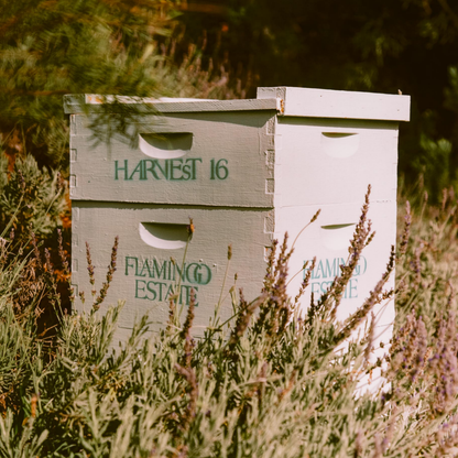 California Wildflower Honey